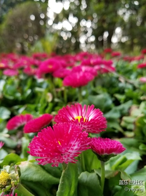 前幾天隨手拍的照片