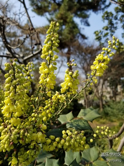 前幾天隨手拍的照片