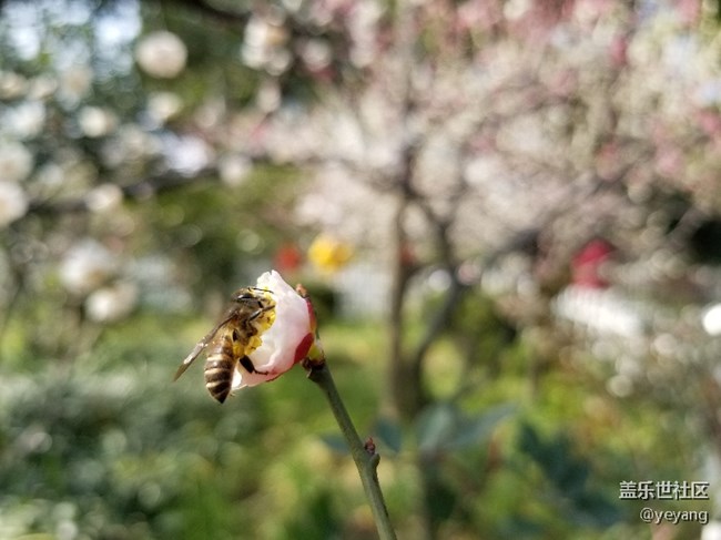 前幾天隨手拍的照片
