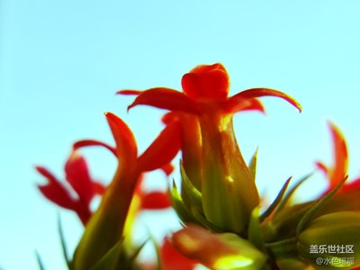 【春風(fēng)】+溫室里的春日