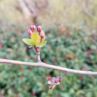 note8隨手記錄公司樓下的春天