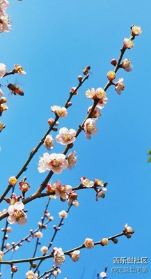 一片紅葉李花盛開，引來許多小蜜蜂。