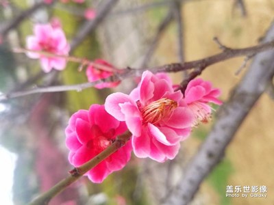 三八婦女節(jié)拍的