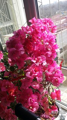 爭(zhēng)奇斗艷