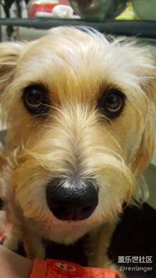 還有比它還傻的嗎？