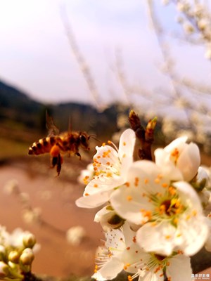 這是李子花還是梨子花？哈哈哈