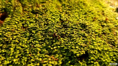 簡單闡述一下專業(yè)模式的運用