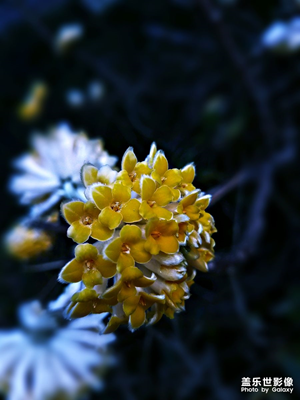 小區(qū)里隨手拍