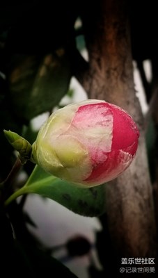 下班途中，一路走來一路花。