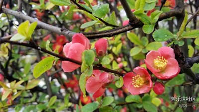 不一樣的迎春紅