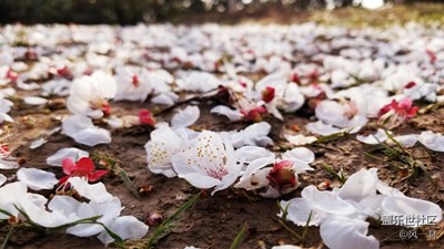 不一樣之繁花落盡