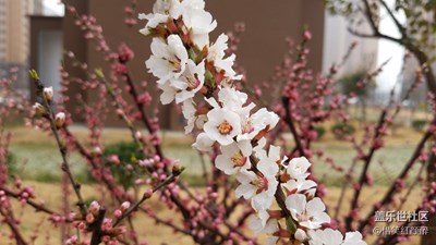 殘紅尚有三千樹，不及初開一朵鮮