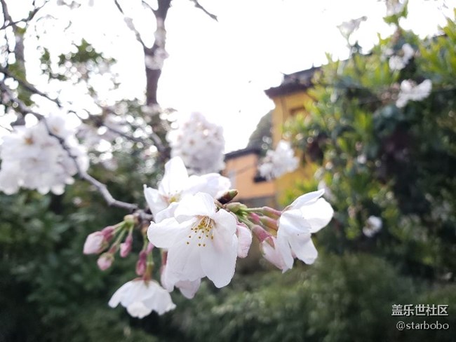 關于S9+相機專業(yè)模式觸動問題