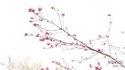 不一樣的玉蘭花，如詩(shī)似畫(huà)