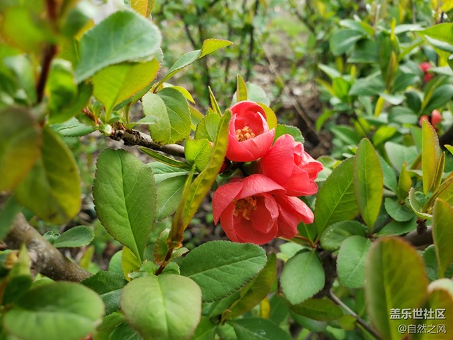 S9plus的拍照也不錯(cuò).