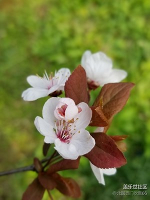 偷得梨花三分白，風(fēng)流韻遠(yuǎn)更清閑。