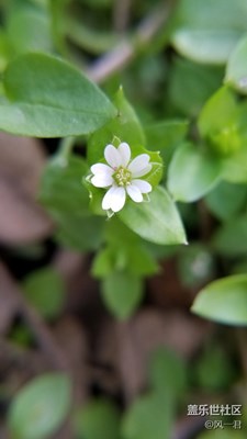 不一樣的小清新