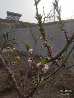 桃花開了，有想吃桃的嗎？