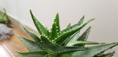 蘆薈和吊蘭