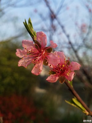 桃花盛開