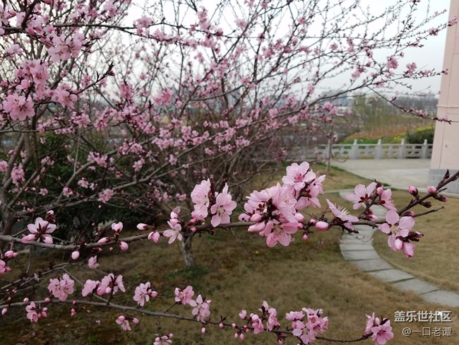 7e隨拍，春天到了，桃花開(kāi)了