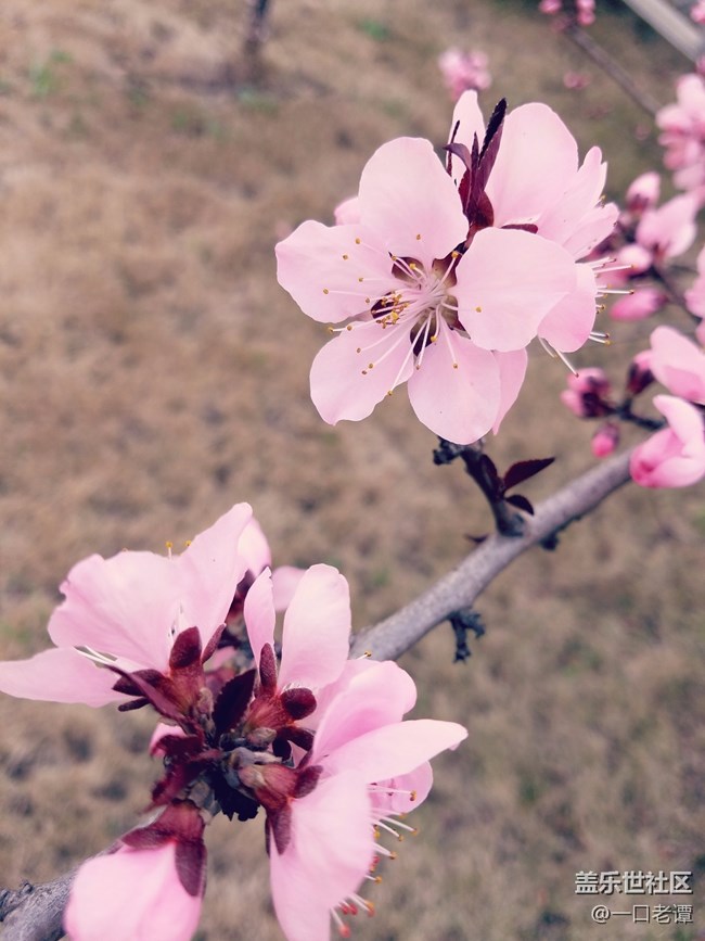 7e隨拍，春天到了，桃花開(kāi)了