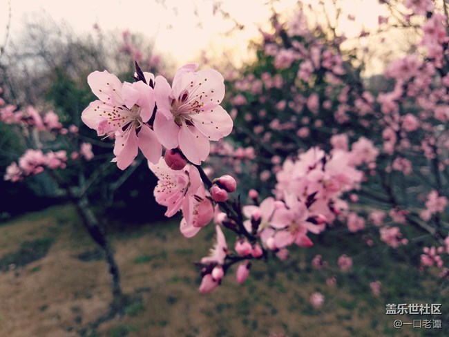 7e隨拍，春天到了，桃花開(kāi)了