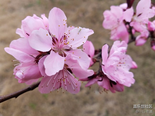 7e隨拍，春天到了，桃花開(kāi)了