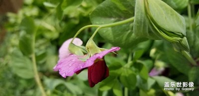 不是杰出者才善夢(mèng)，而是善夢(mèng)者才杰出。