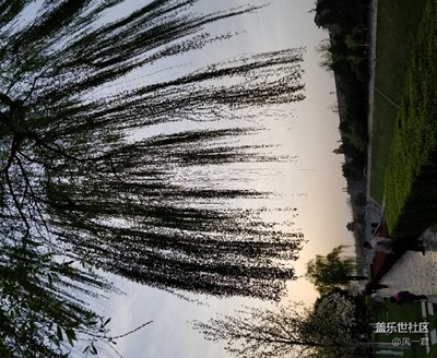 不一樣的天空不一樣的樹