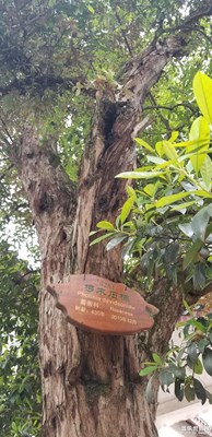 430多年欏木石楠