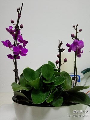 Note 8不愧夜視儀