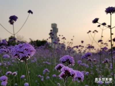 佛山50Km徒步-南海線！風(fēng)景如畫！
