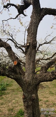 踏春之梨花盛開時(shí)