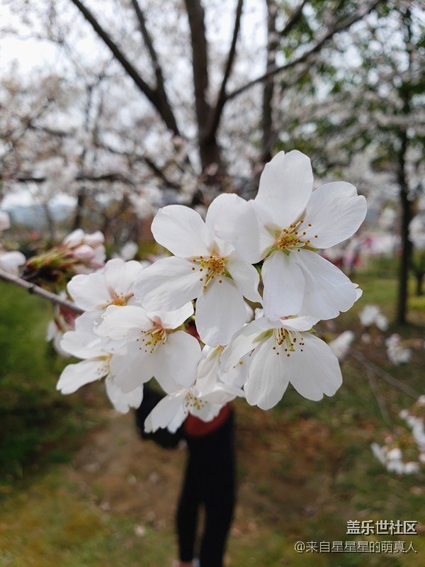 落花已作風(fēng)前舞---小達(dá)人眼中的S9+ 落花已作風(fēng)前舞---小達(dá)人眼中的S9+