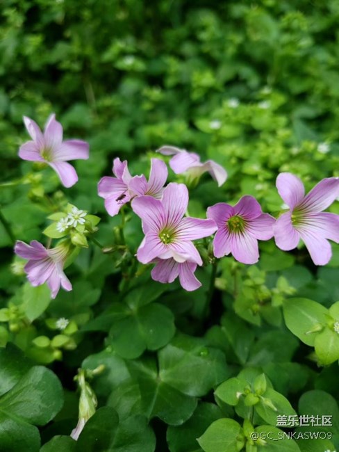 四川分公司-四川德陽賴標(biāo)區(qū)域