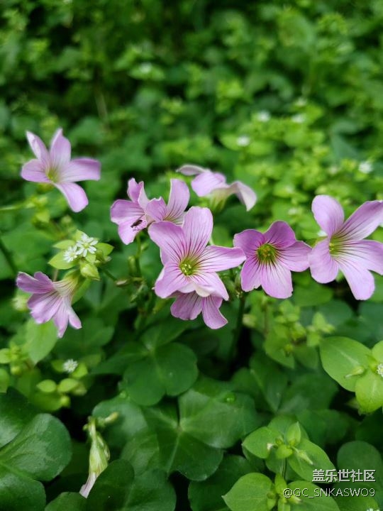 四川分公司-四川德陽賴標(biāo)區(qū)域  尋找春天的足跡＆s9/s9+