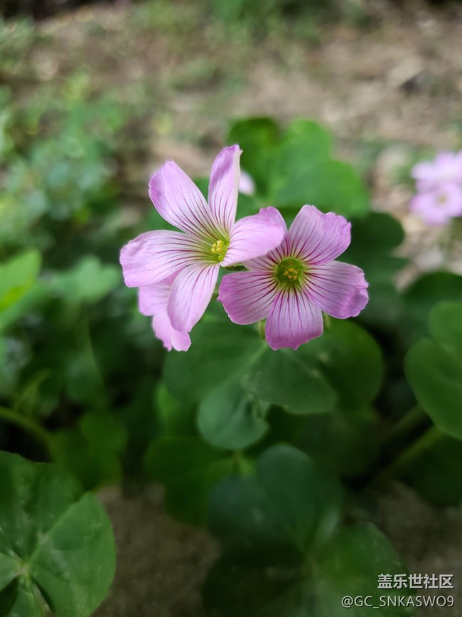 四川分公司-四川德陽賴標(biāo)區(qū)域  尋找春天的足跡＆s9/s9+