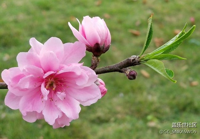 四川分公司-四川德陽賴標(biāo)區(qū)域  尋找春天的足跡＆s9/s9+