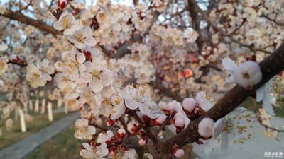 春色滿園關(guān)不住