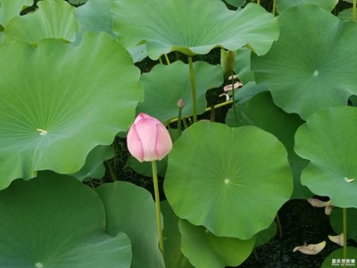 【留住記憶的照片】