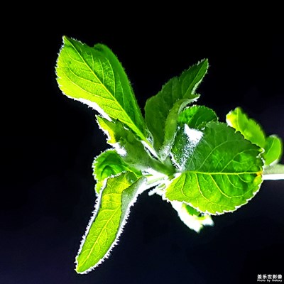 流翠凝碧，盎然生機(jī)！