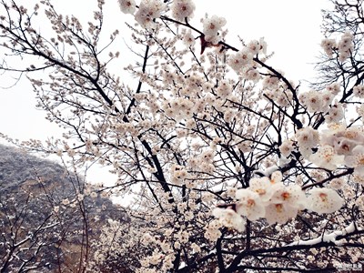 蓋樂世S9+隨拍 記北京神堂峪春雪