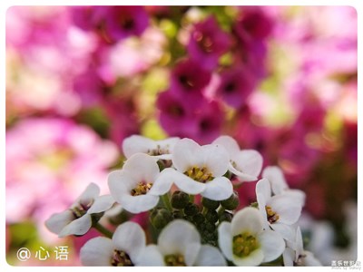 【三星蓋樂(lè)世S8+】陌上花開(kāi)