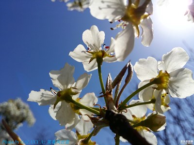 一樹(shù)梨花壓海棠