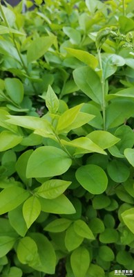 小花?。?！