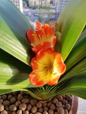 君子蘭又開花了