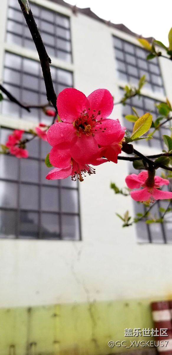 賞花季