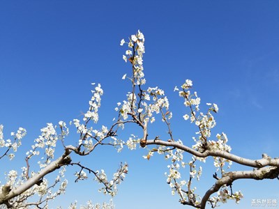 梨花櫻花櫻花……