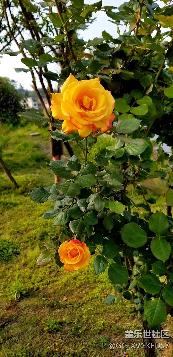 賞花季